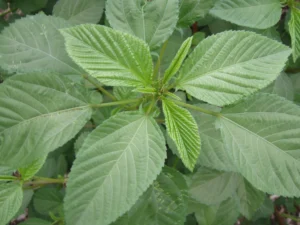 Jute Mallow (Ewedu) 